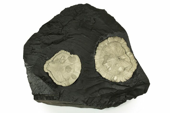 Pyrite Suns on Slate - Sparta, Illinois #315859